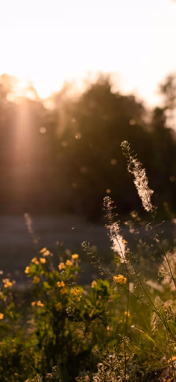 Tradičná čínska medicína, sezónne alergie a nerovnováha na úrovni pečene