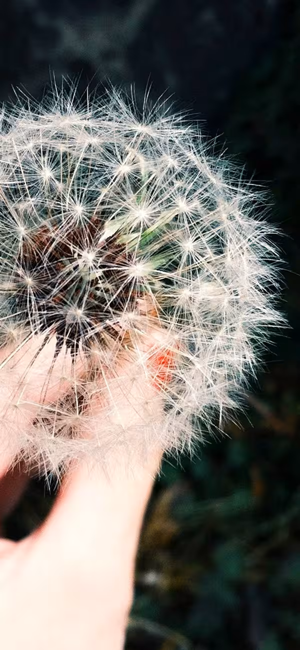 Netradičná pomoc alergikom tradičnou čínskou medicínou